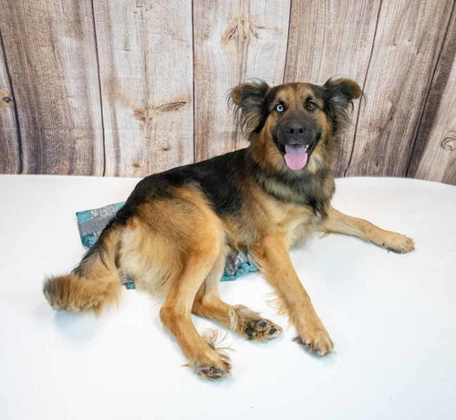 Photo 2 of Sigmund