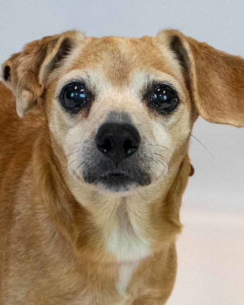 Marlene, a dog for adoption from Mostly Mutts Animal Rescue & Adoption, Inc.