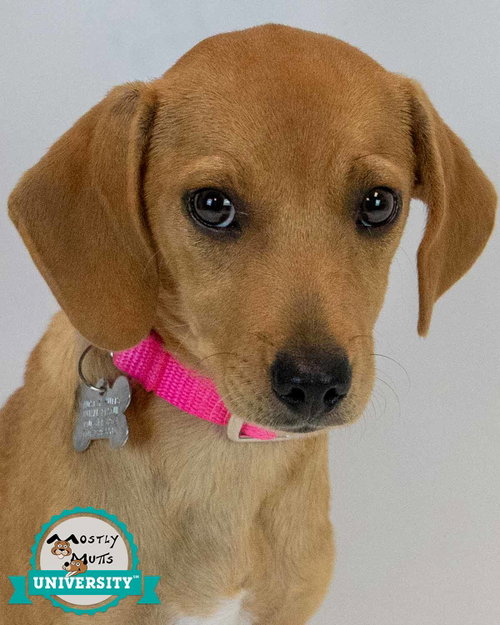 Marsha, a dog for adoption from Mostly Mutts Animal Rescue & Adoption, Inc.