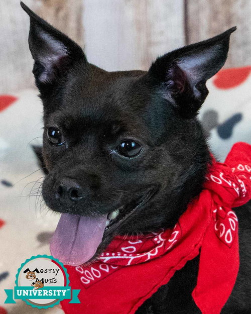 Lorraine, a dog for adoption from Mostly Mutts Animal Rescue & Adoption, Inc.