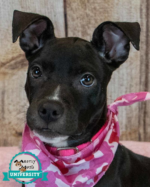 AnneMarie, a dog for adoption from Mostly Mutts Animal Rescue & Adoption, Inc.