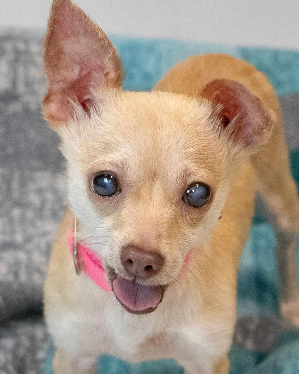 Milly - Chihuahua