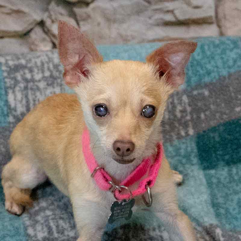 Milly image 2