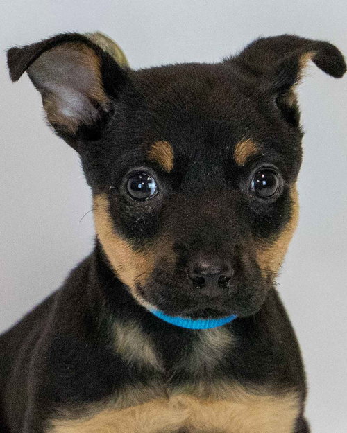 Laika, a dog for adoption from Mostly Mutts Animal Rescue & Adoption, Inc.