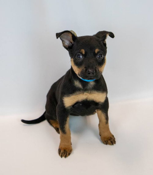 Photo 2 of Laika