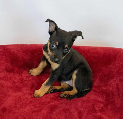 Photo 4 of Laika
