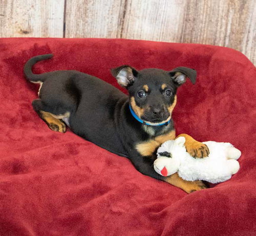 Photo 6 of Laika