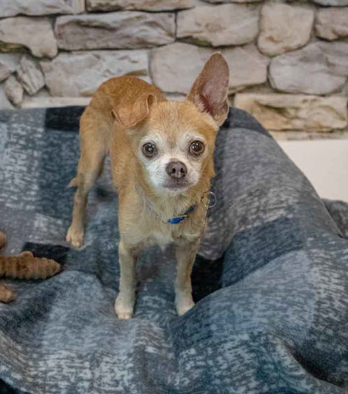 Ripley, a dog for adoption from Mostly Mutts Animal Rescue & Adoption, Inc.