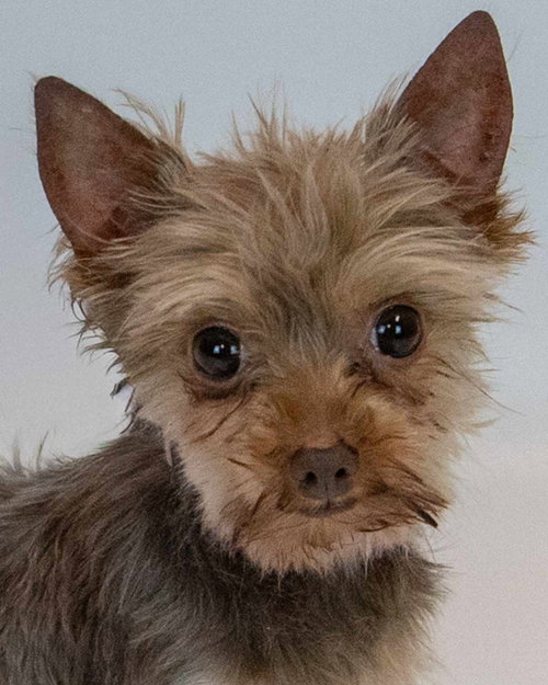 Berniece, a dog for adoption from Mostly Mutts Animal Rescue & Adoption, Inc.