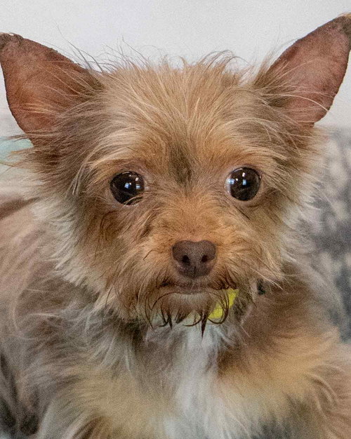 Evelyn, a dog for adoption from Mostly Mutts Animal Rescue & Adoption, Inc.