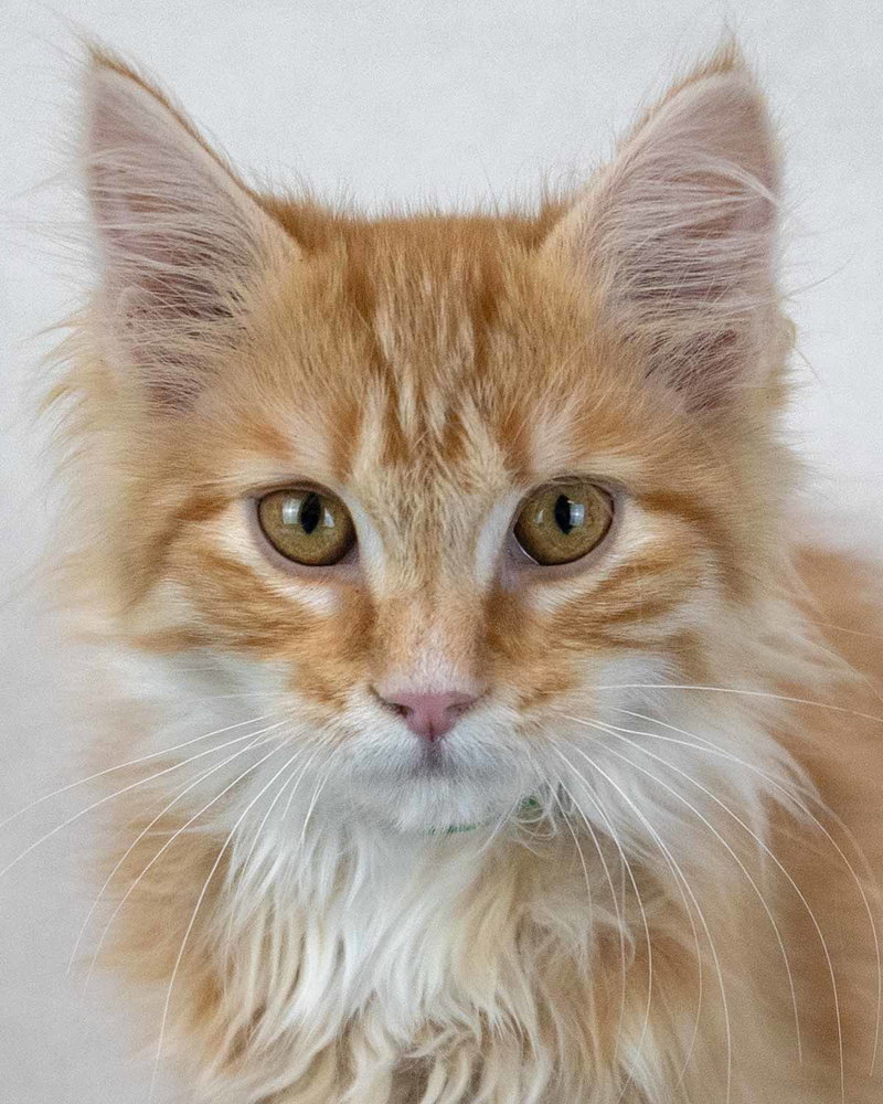 Count Catula, a male kitten up for adoption