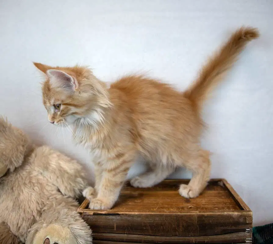 Count Catula image 3