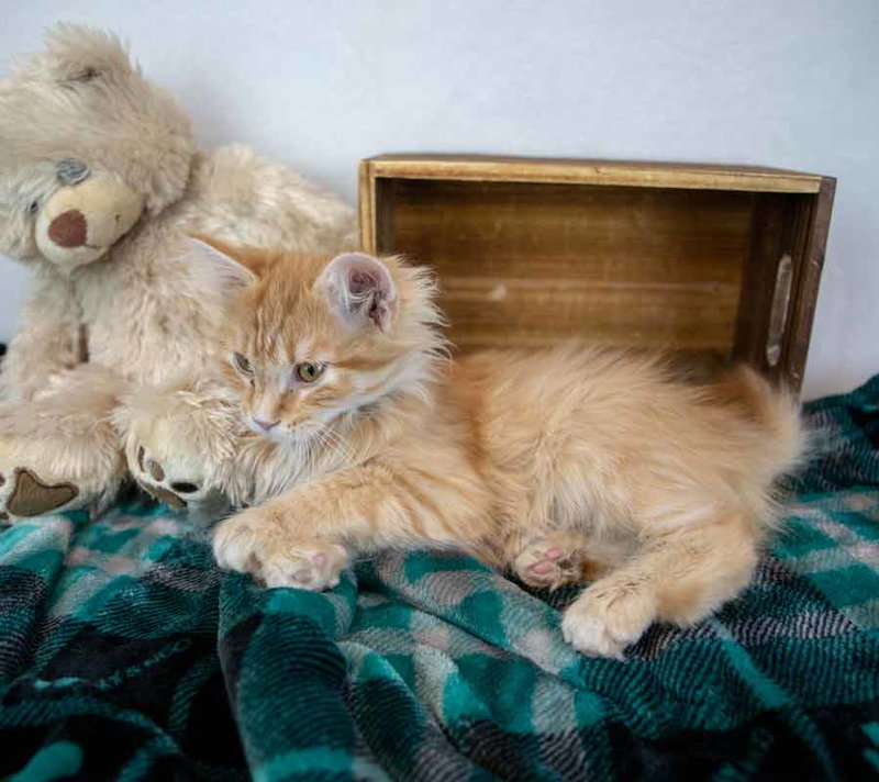 Count Catula, photo 4