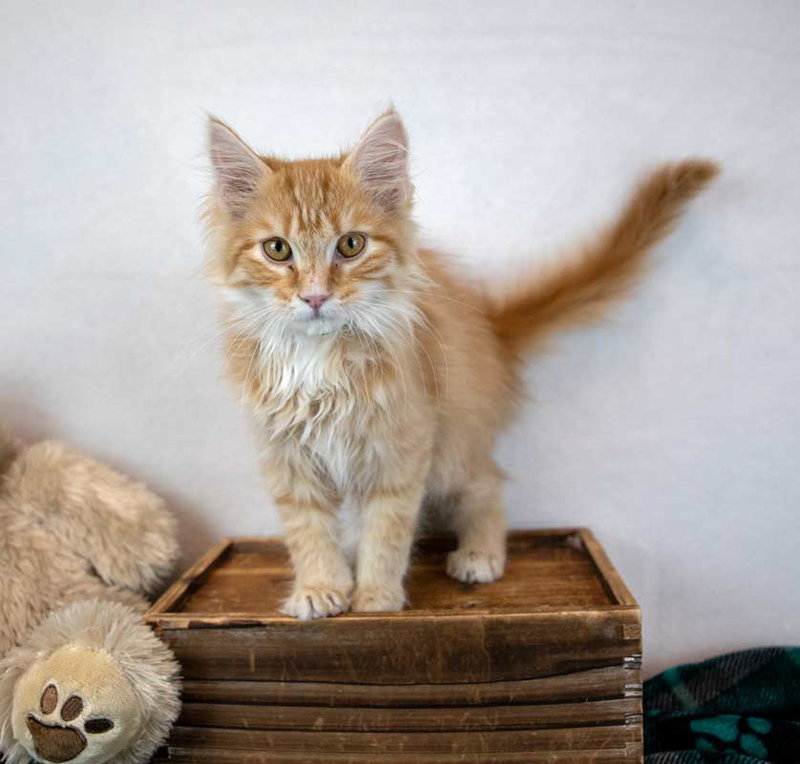 Count Catula, photo 6