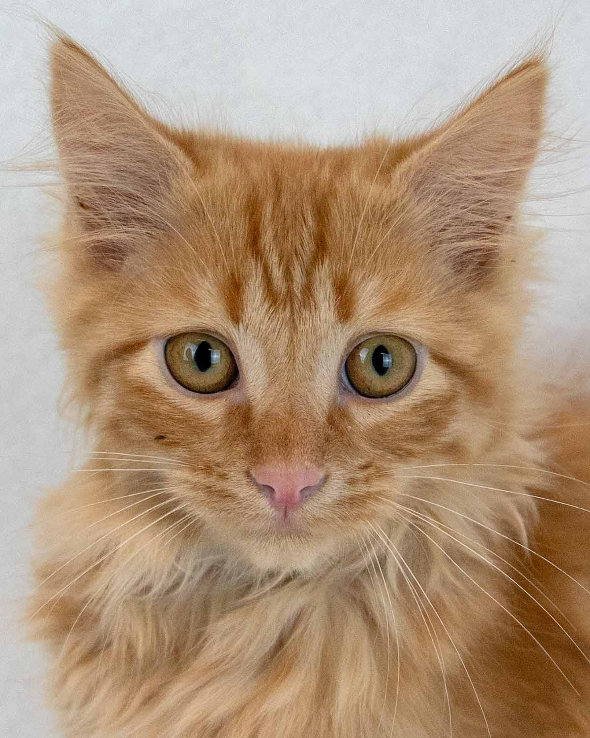 Lord Meowington - Domestic Long Hair