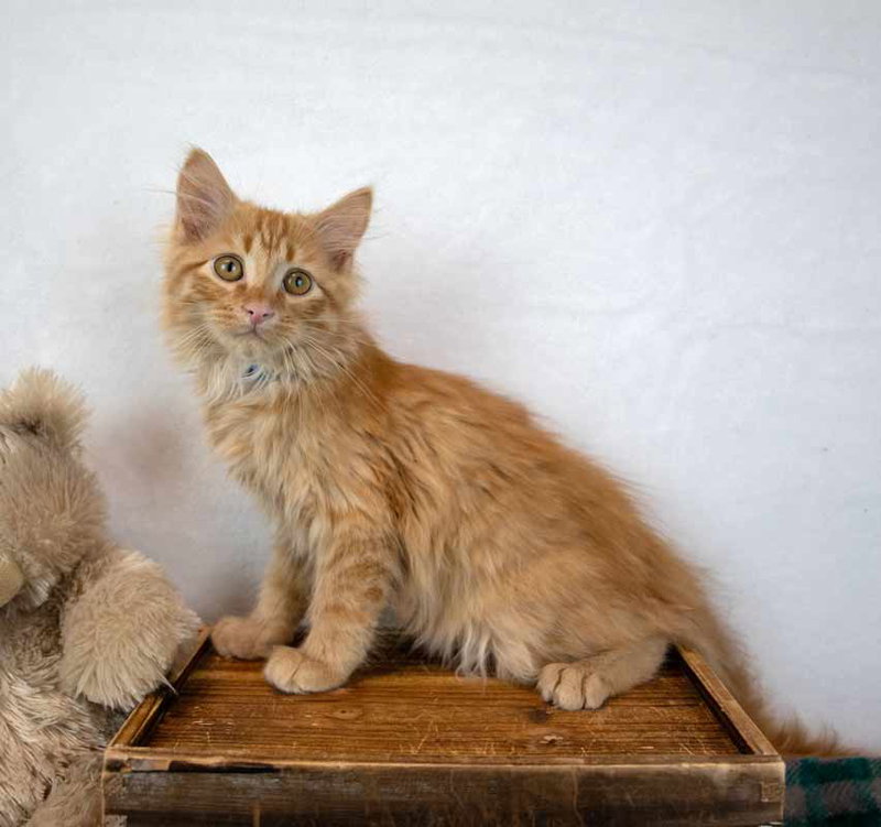 Lord Meowington, photo 2