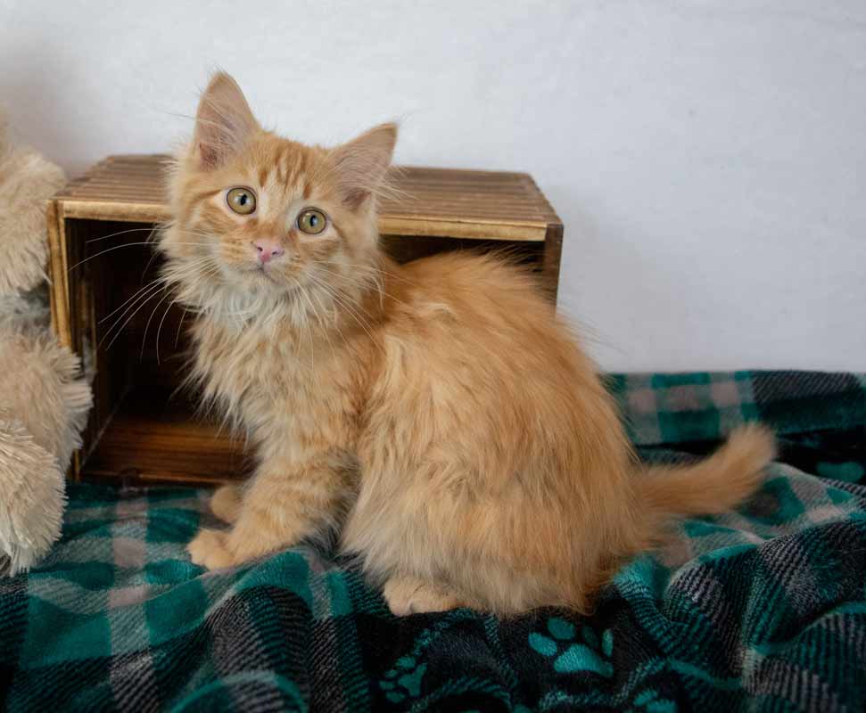 Lord Meowington image 3