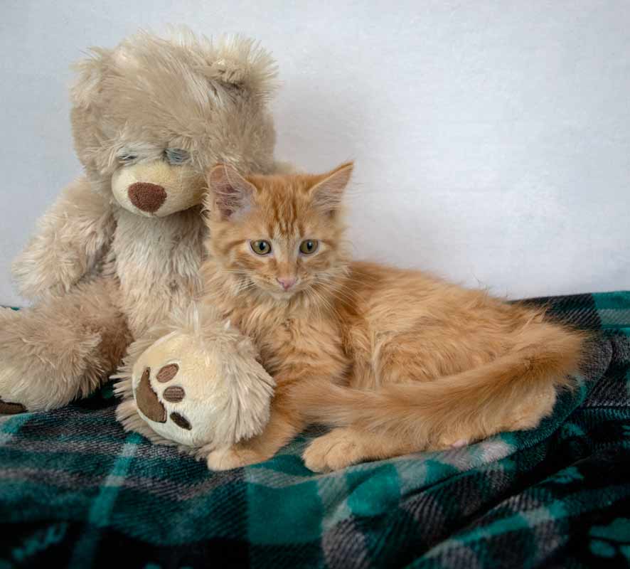 Lord Meowington image 4