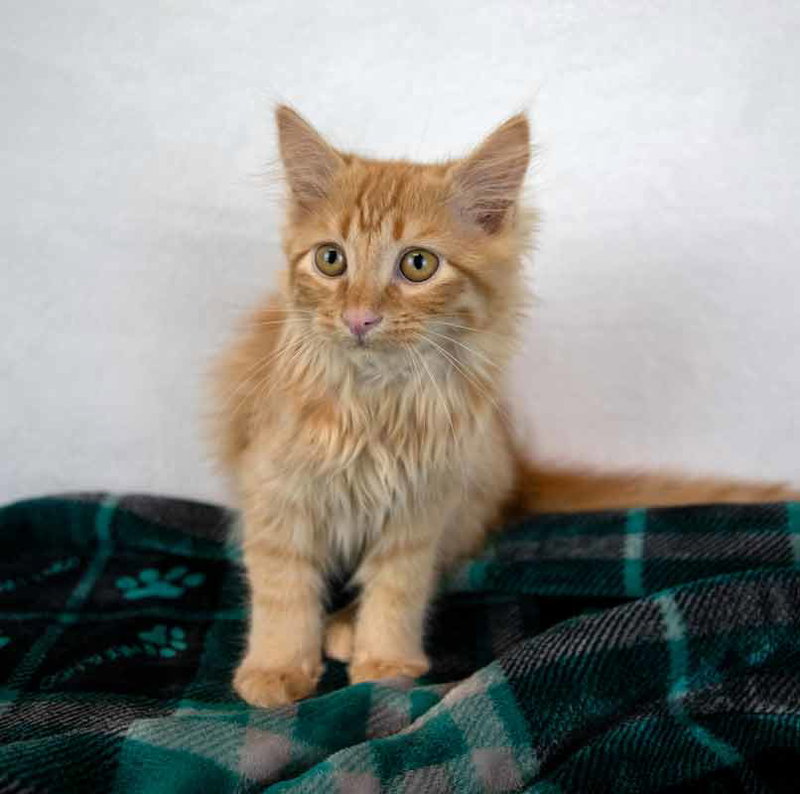 Lord Meowington, photo 5