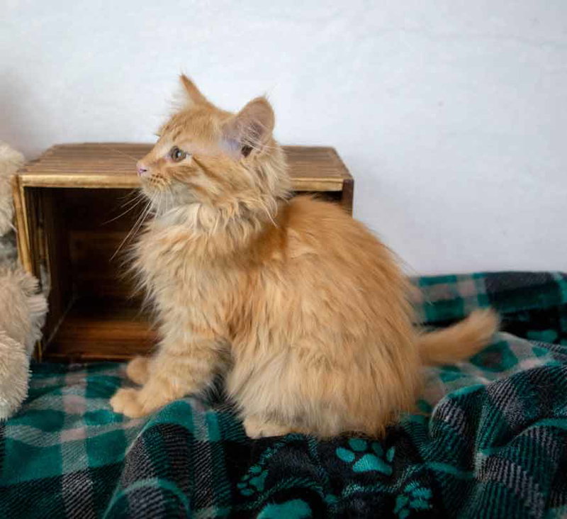 Lord Meowington, photo 6