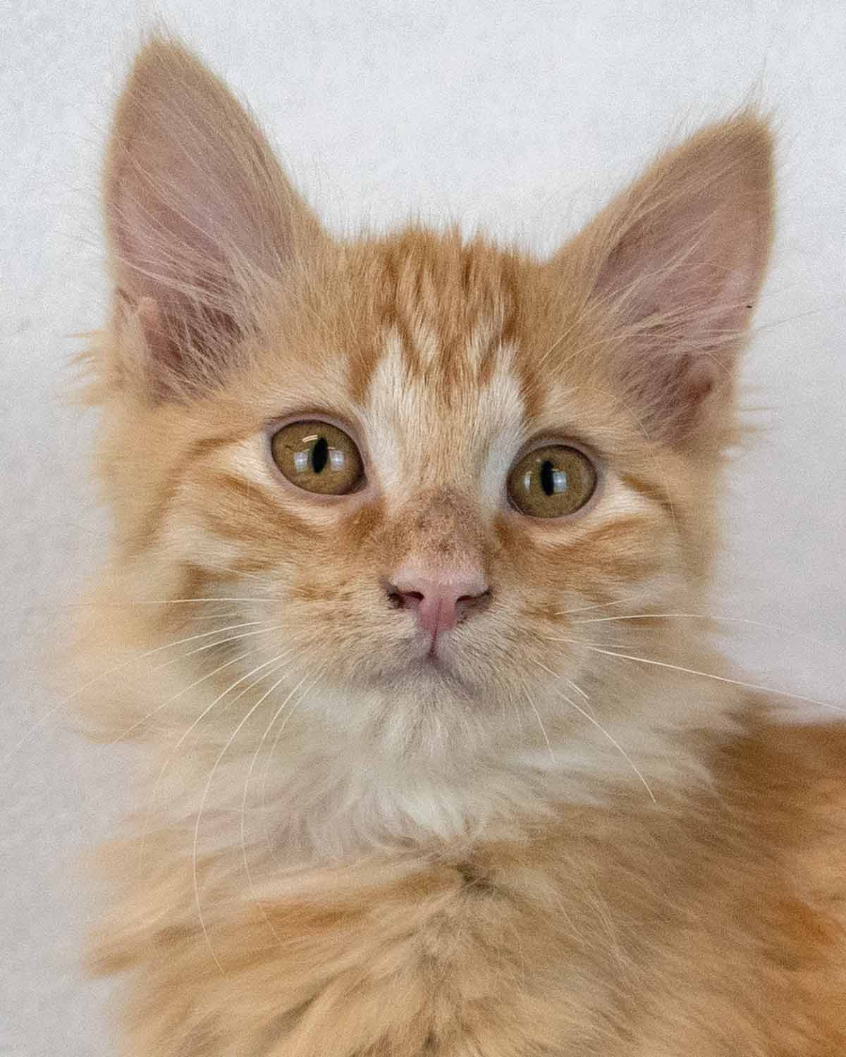 Sir Pounce A Lot