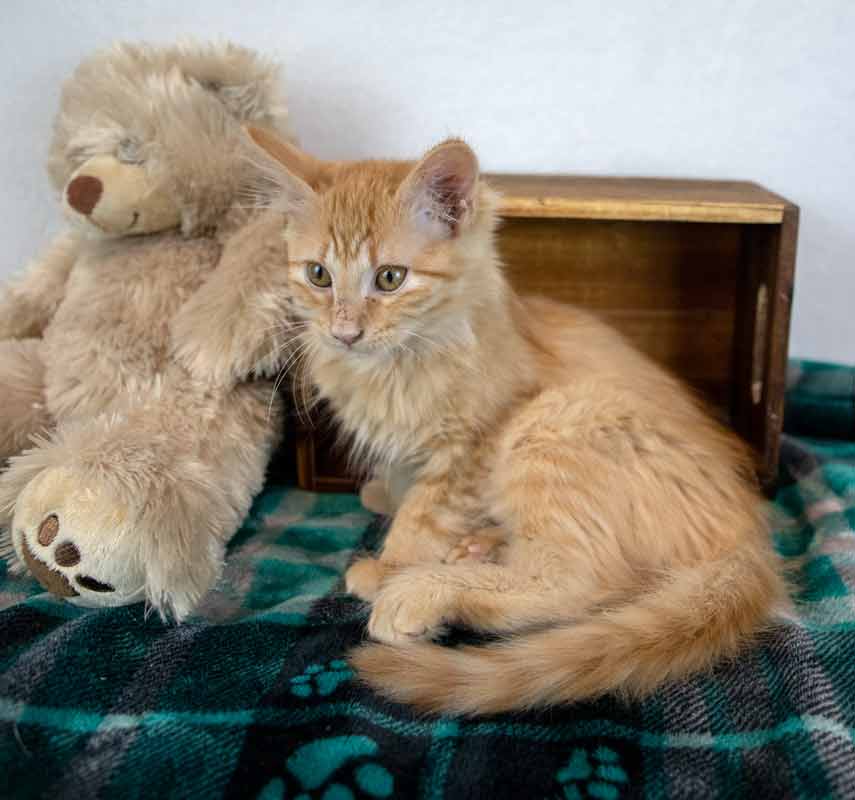 Sir Pounce A Lot image 2