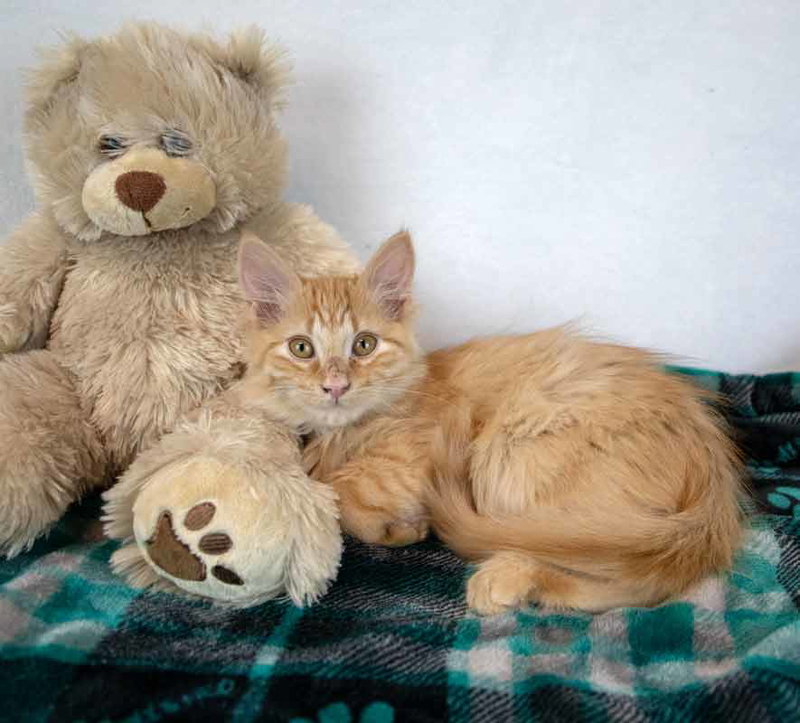 Sir Pounce a Lot, photo 4