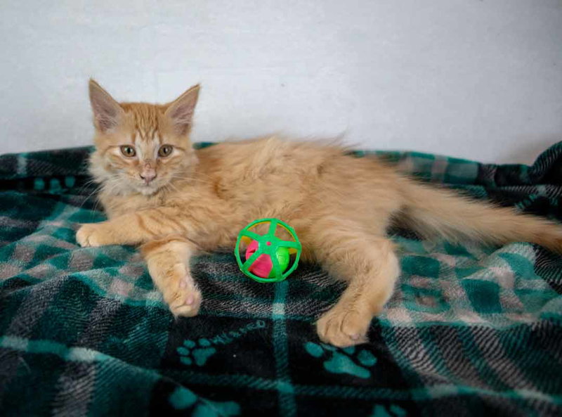 Sir Pounce a Lot, photo 5