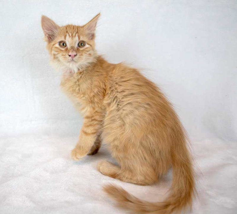 Sir Pounce a Lot, photo 6