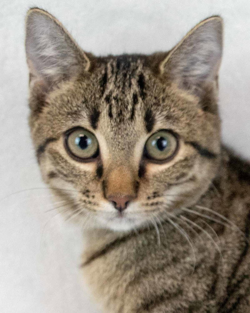 Dionne, a female kitten up for adoption