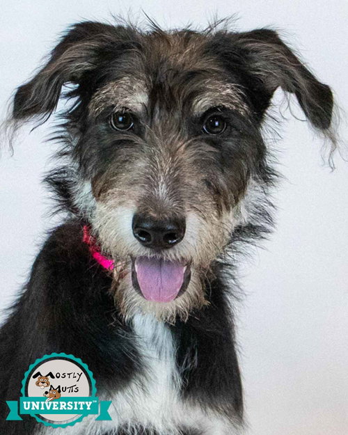 Shannon, Retriever / Terrier / Mixed