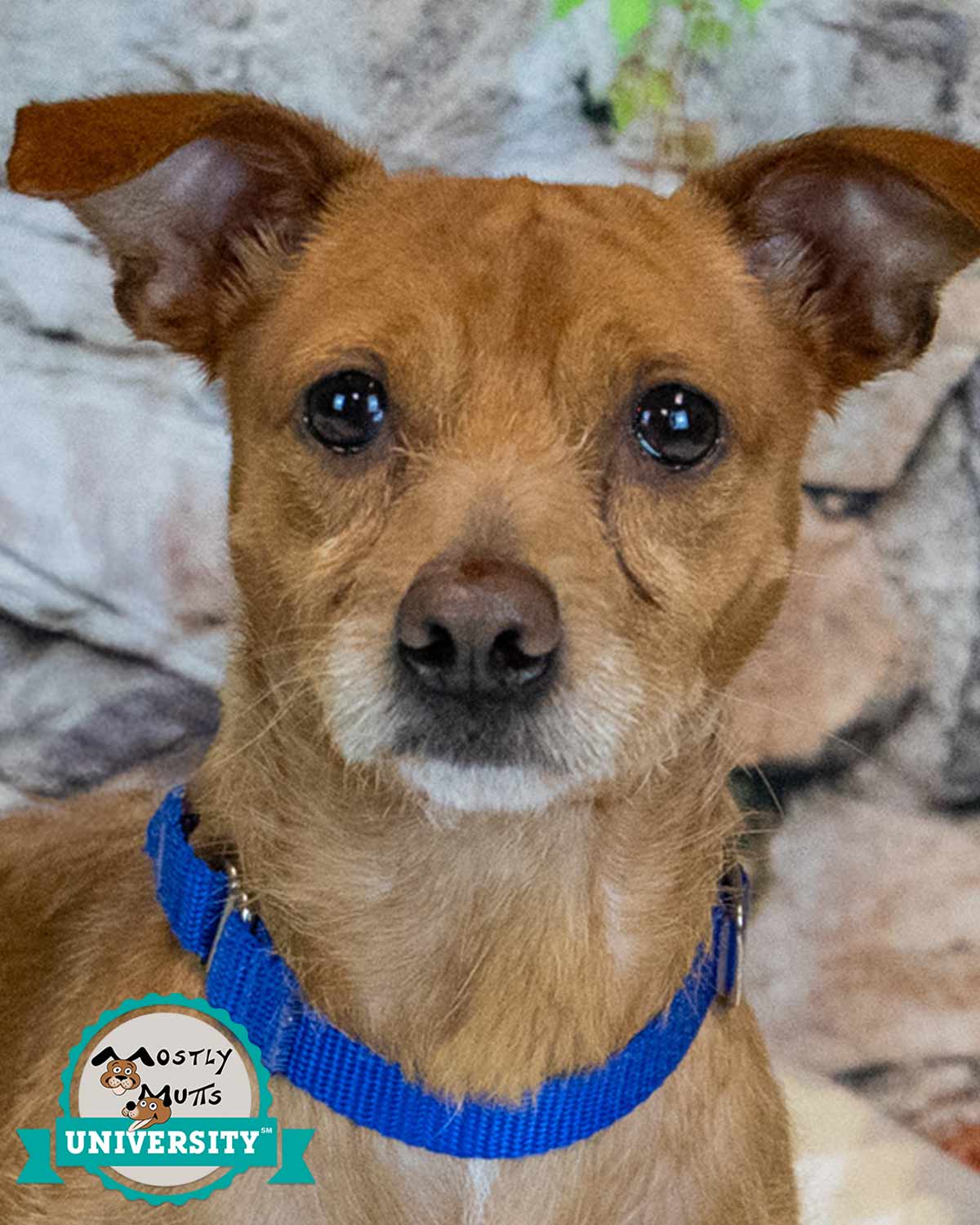 Norman - Terrier