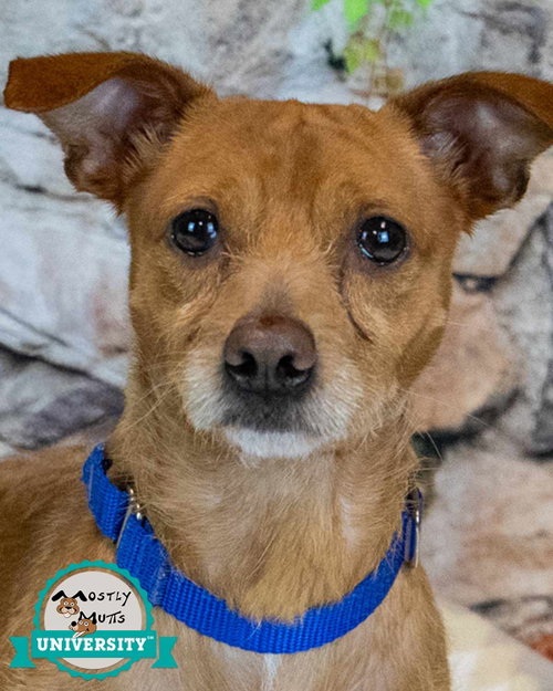 Norman, Terrier / Chihuahua / Mixed