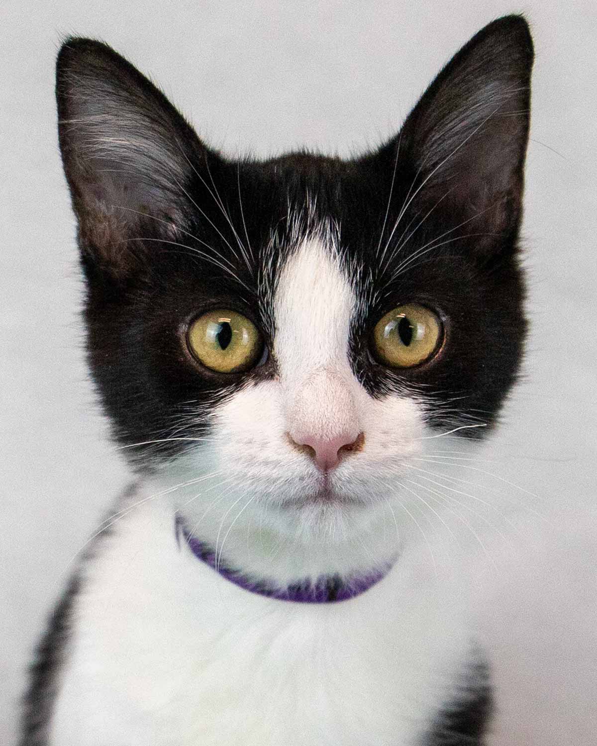 Pixie - Domestic Short Hair