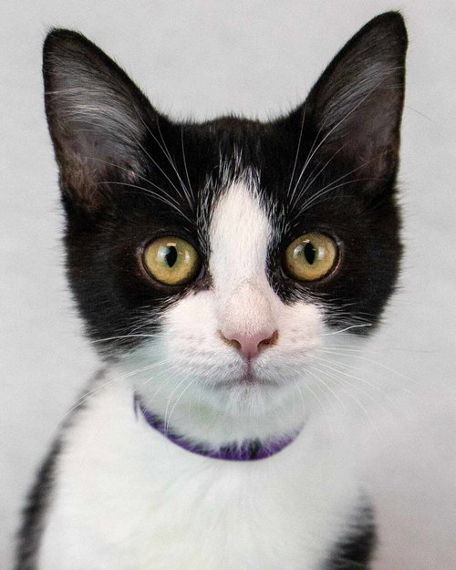 Pixie, Domestic Short Hair