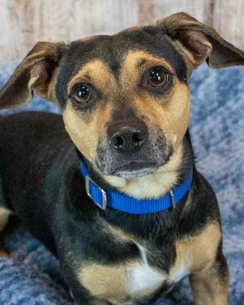 Houston, Beagle / Dachshund / Mixed