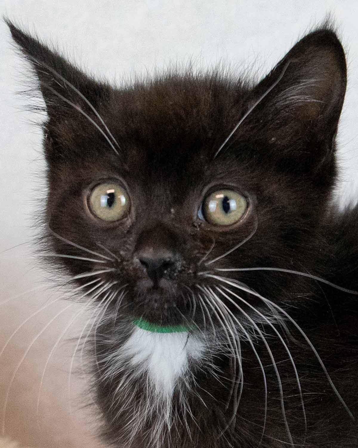 Gazpacho - Domestic Short Hair