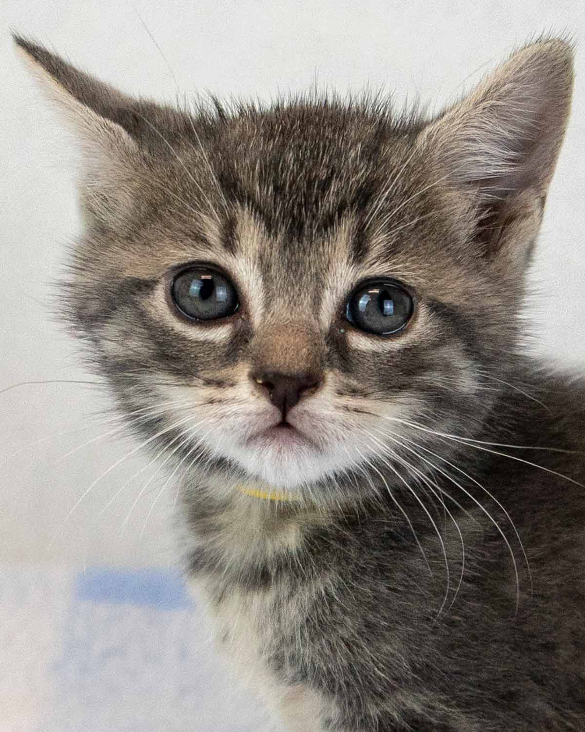 Elvira - Domestic Short Hair