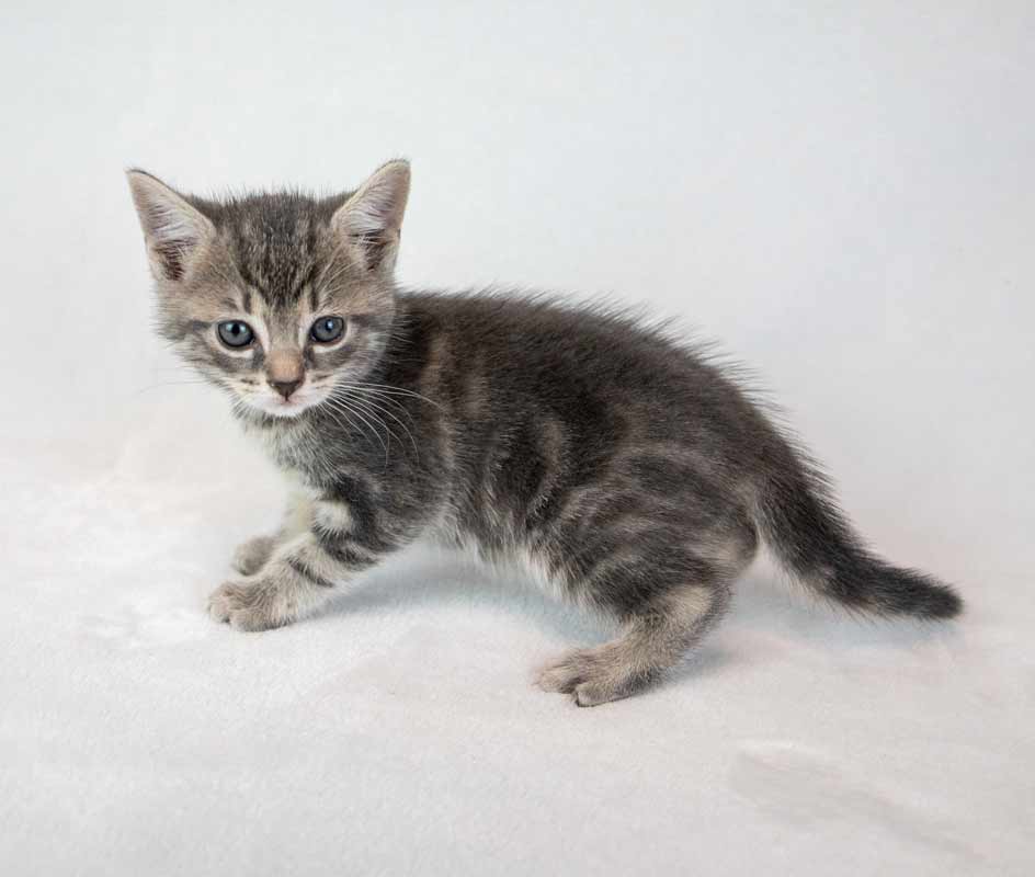 Elvira, photo 5
