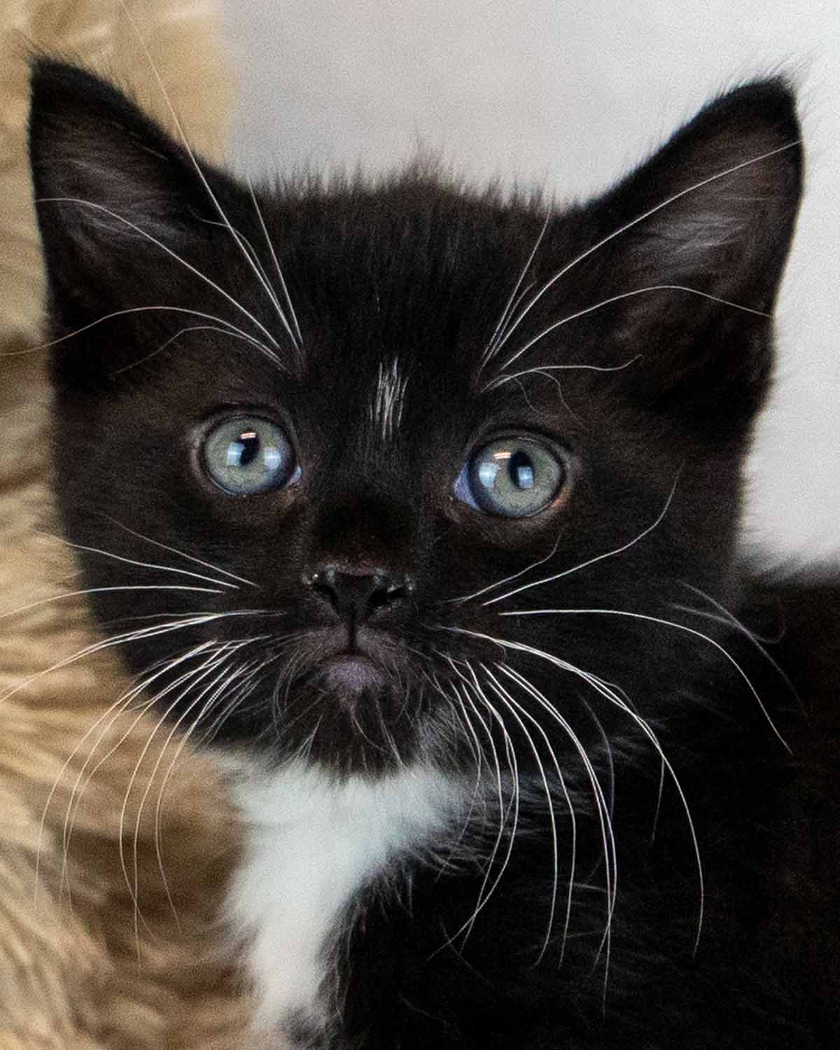 Frank - Domestic Short Hair
