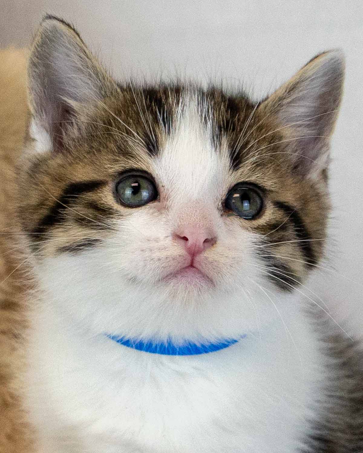 Stein - Domestic Short Hair