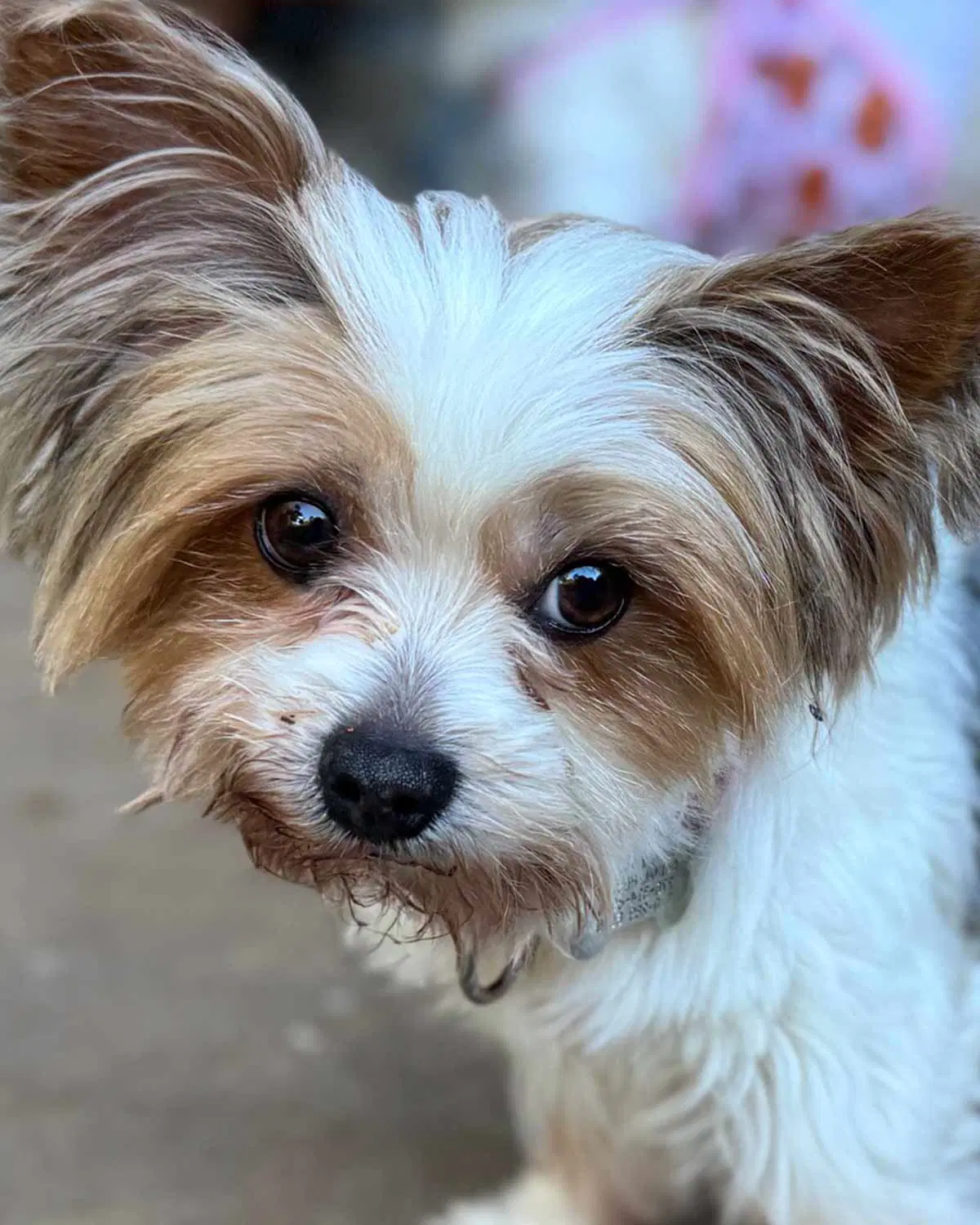 Judith - Yorkshire Terrier Yorkie