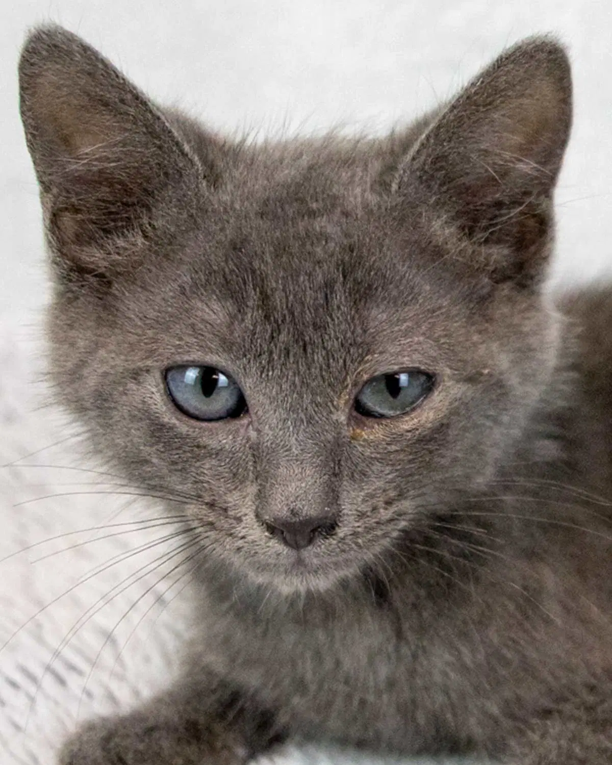 Jerry - Domestic Short Hair