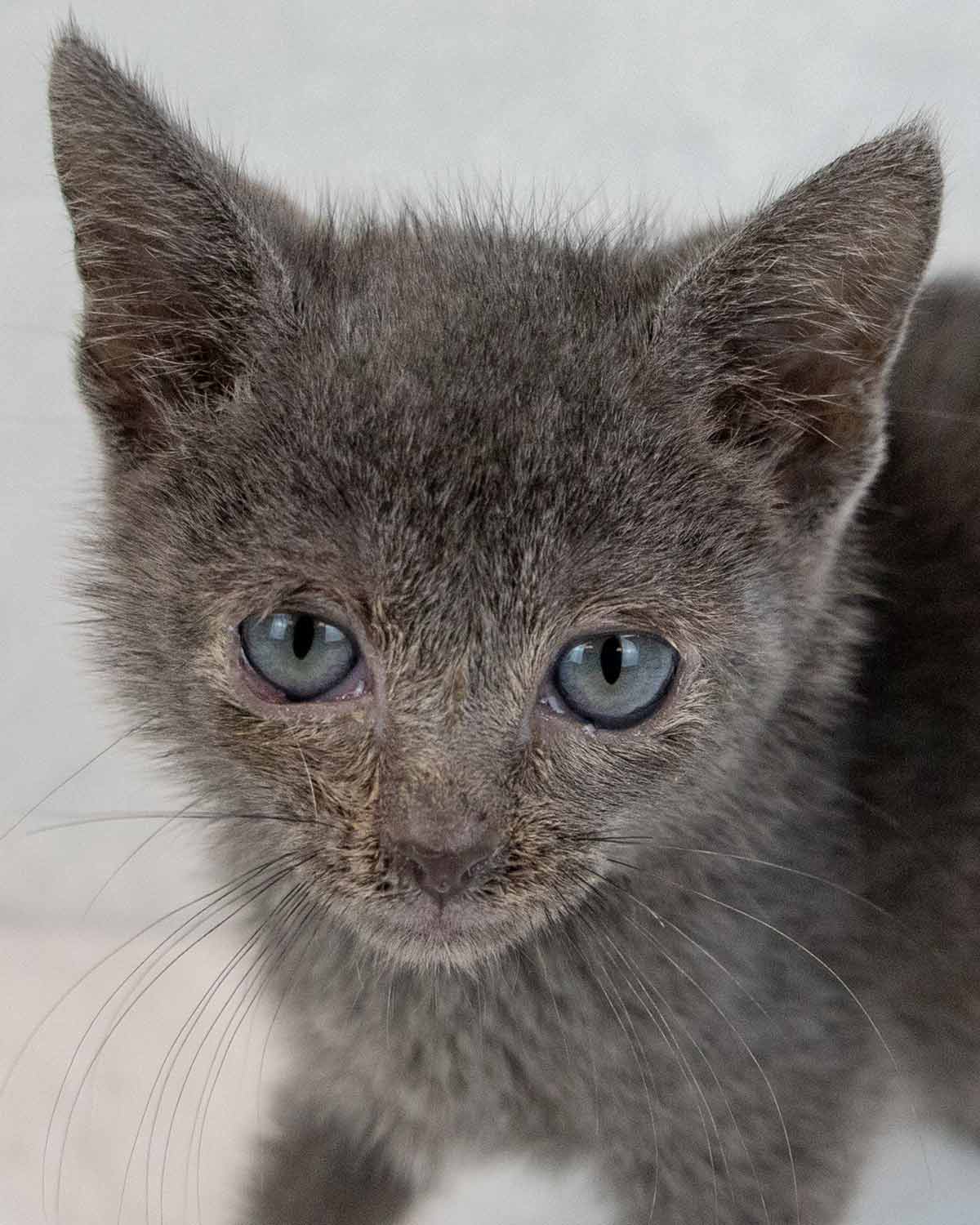 George - Domestic Short Hair