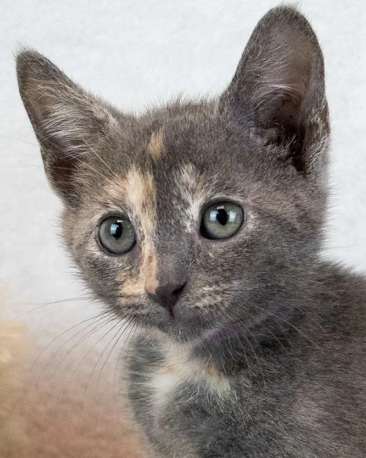 Elaine - Domestic Short Hair