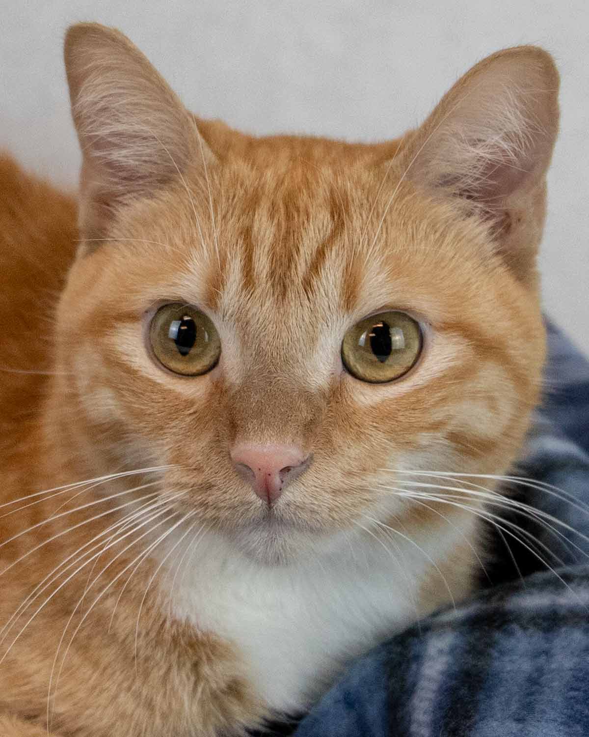 Arthur - Domestic Short Hair