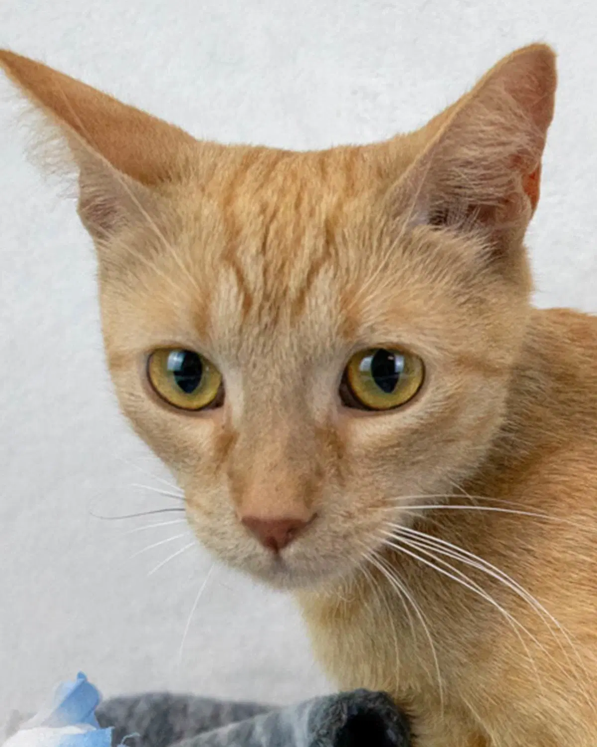 Betty White - Domestic Short Hair
