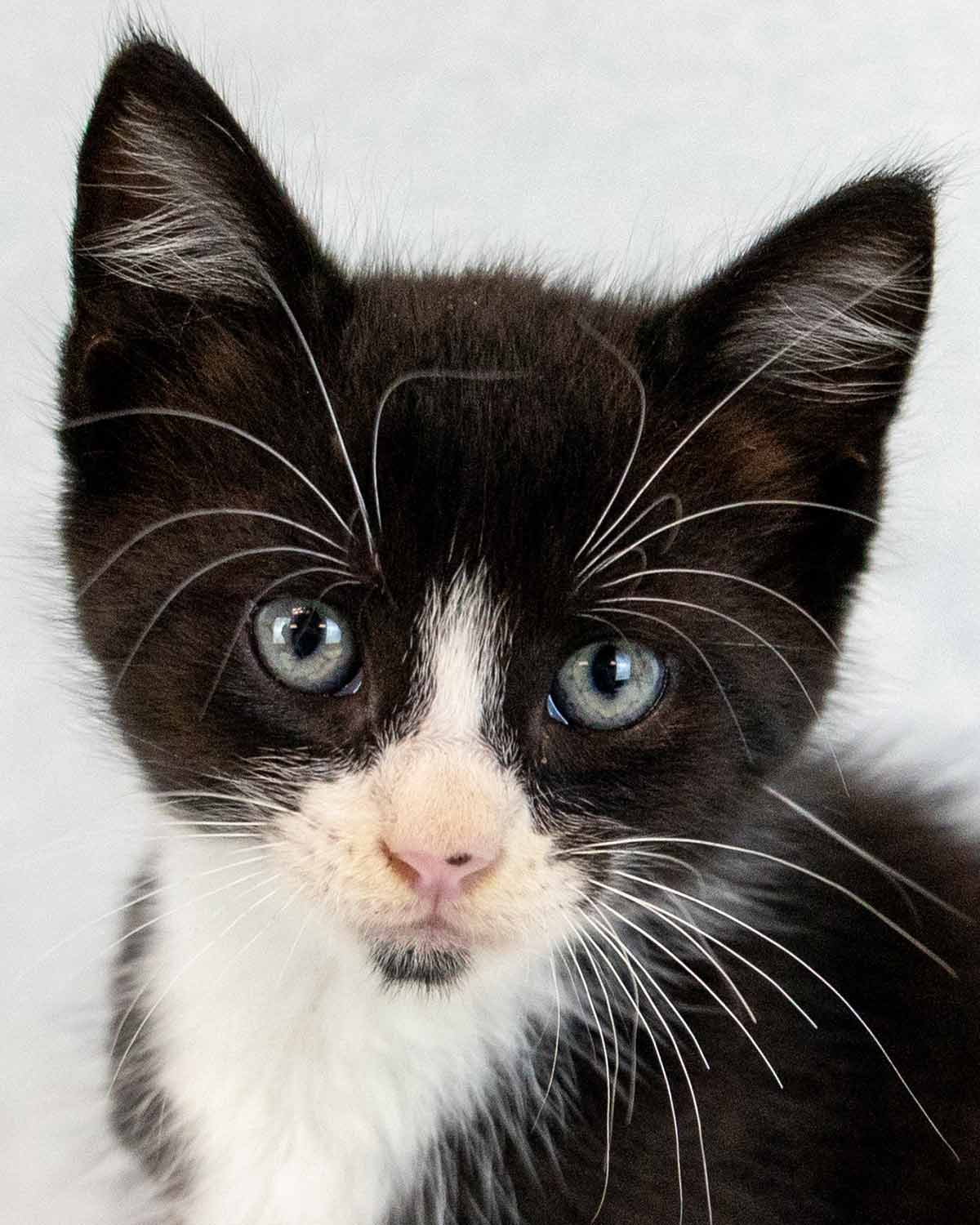 Oliver Twist - Domestic Short Hair