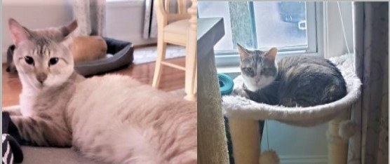 adoptable Cat in Rochester, NY named Sammy & Tommy (bonded pair)