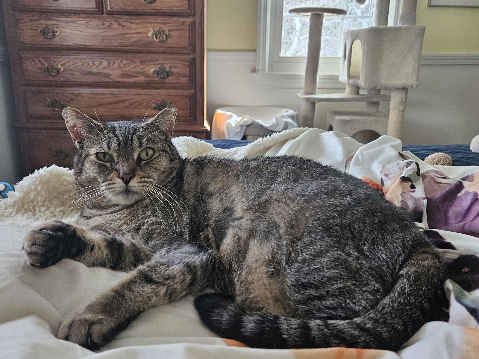 adoptable Cat in Rochester, NY named Benny